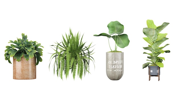 Una colección de plantas con las palabras la planta está sobre un fondo blanco.