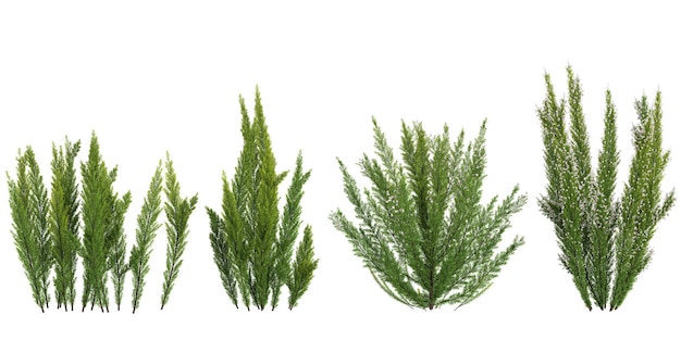 Colección de plantas de Pine Cypress Spray en un fondo transparente desde la vista superior