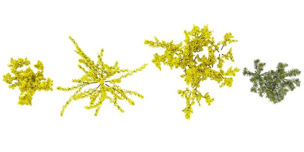 Colección de plantas de Pine Cypress SprayForsythia en un fondo transparente desde la vista superior