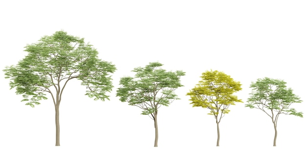 Colección de plantas de Sapindus en un fondo transparente