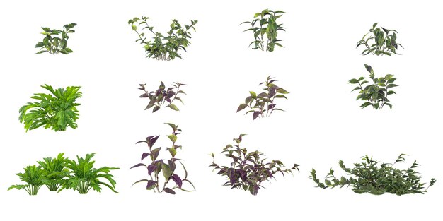 Colección de plantas de zebrina en un fondo transparente