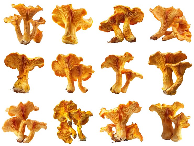 PSD colección de setas chanterelle
