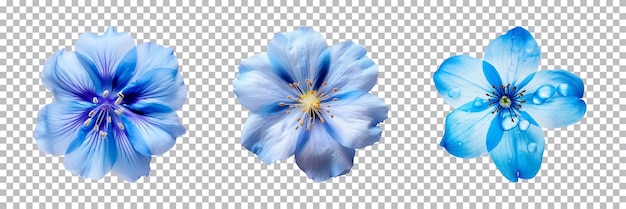 PSD colección de varias flores azules aisladas en un fondo transparente