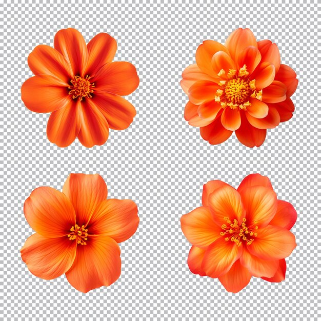 PSD colección de varias flores de naranja aisladas en un fondo transparente