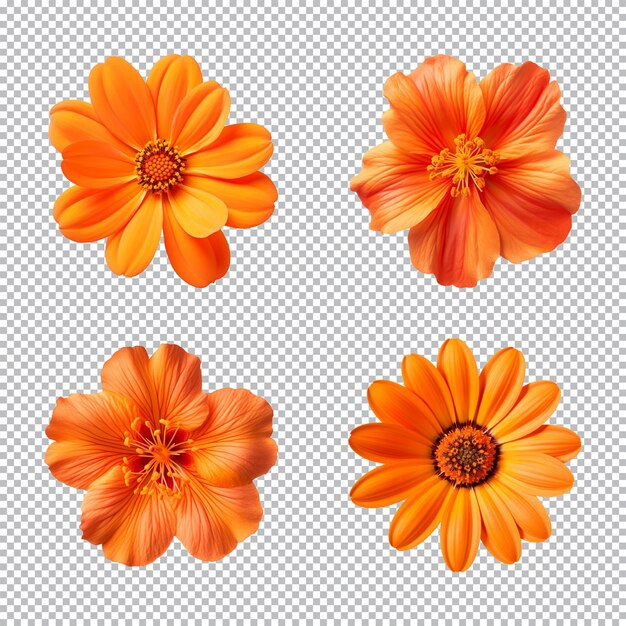 PSD colección de varias flores de naranja aisladas en un fondo transparente