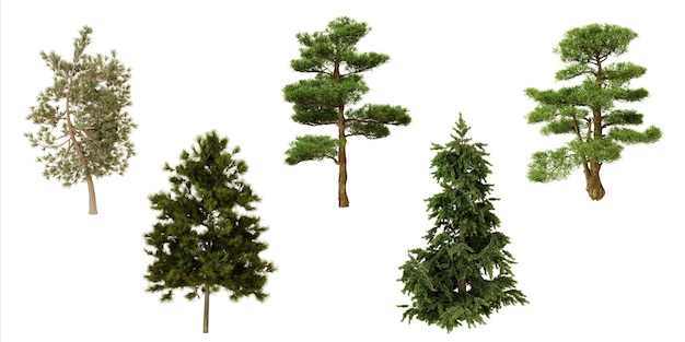 Colección de varios tipos de árboles Medio ambiente natural y concepto de paisajismo