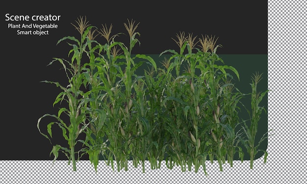 PSD colheita de milho, planta de milho, campo de milho isolado, um campo verde de traçado de recorte de milho