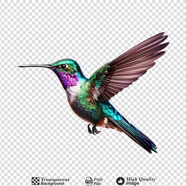 PSD colibrí aislado en un fondo transparente