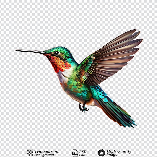 PSD colibrí aislado en un fondo transparente