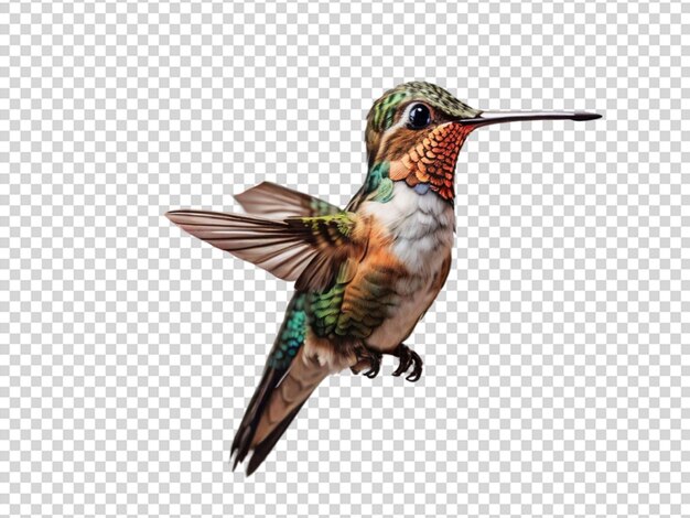 PSD un colibri sur un fond transparent