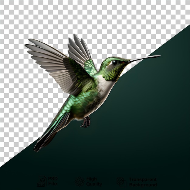 PSD colibrí verde aislado en fondo transparente incluye archivo png