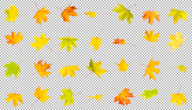 PSD collage de hojas de otoño aislado en blanco