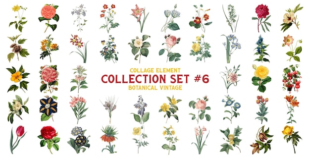 PSD collaje de elementos de colección botánica conjunto de acuarela vintage clip art