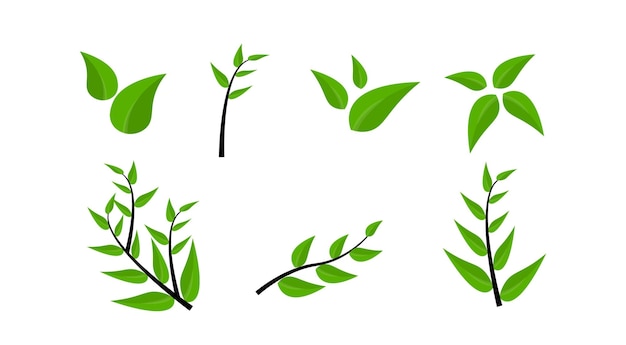 Collecte de feuilles et de branches vertes