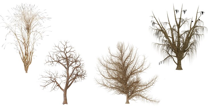 PSD collecte de plantes et d'arbres séchés