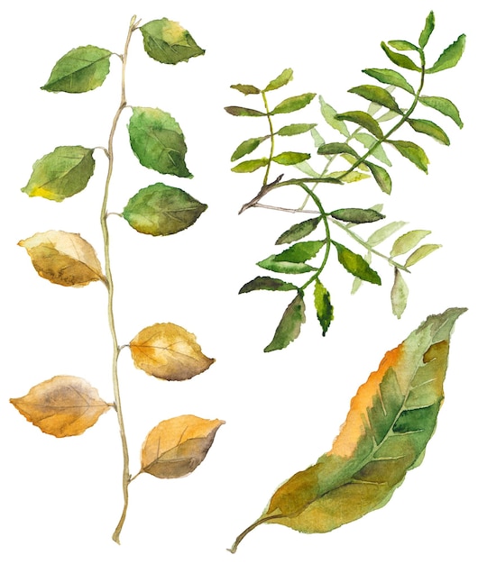Collection aquarelle abstraite de feuilles d'automne Éléments de conception nature dessinés à la main isolés sur fond blanc
