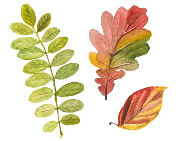 PSD collection aquarelle abstraite de feuilles d'automne éléments de conception nature dessinés à la main isolés sur fond blanc