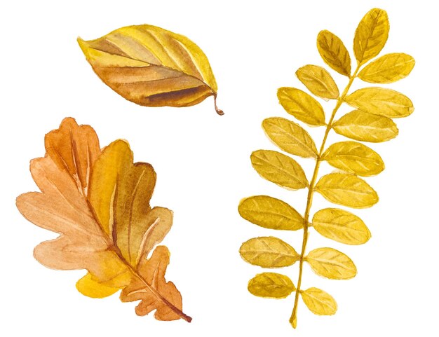 PSD collection aquarelle abstraite de feuilles d'automne éléments de conception nature dessinés à la main isolés sur fond blanc