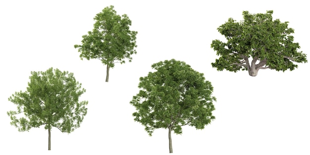 Une collection d'arbres de caricaornus sur un fond transparent