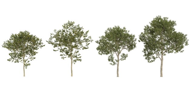 Collection d'arbres CinnamomumCeltis sur un fond transparent depuis le haut