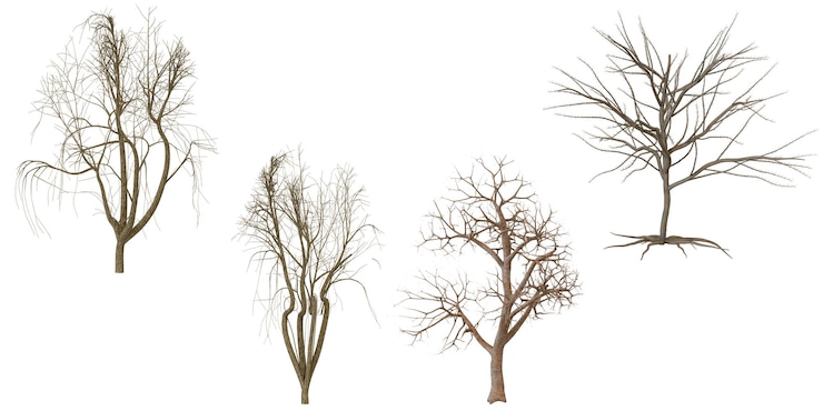PSD collection d'arbres de l'hiver à branches nues nature