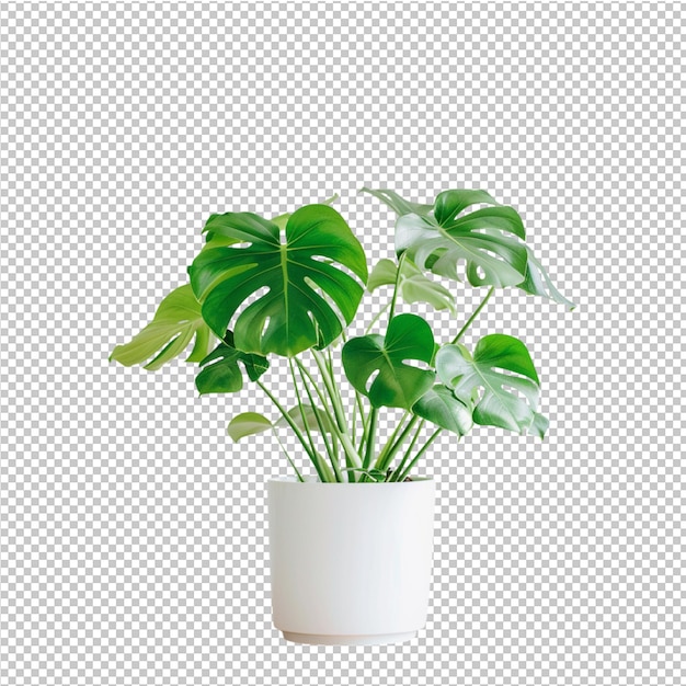 PSD une collection de belles plantes en pot