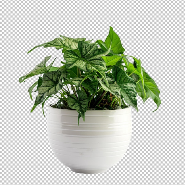 PSD une collection de belles plantes en pot