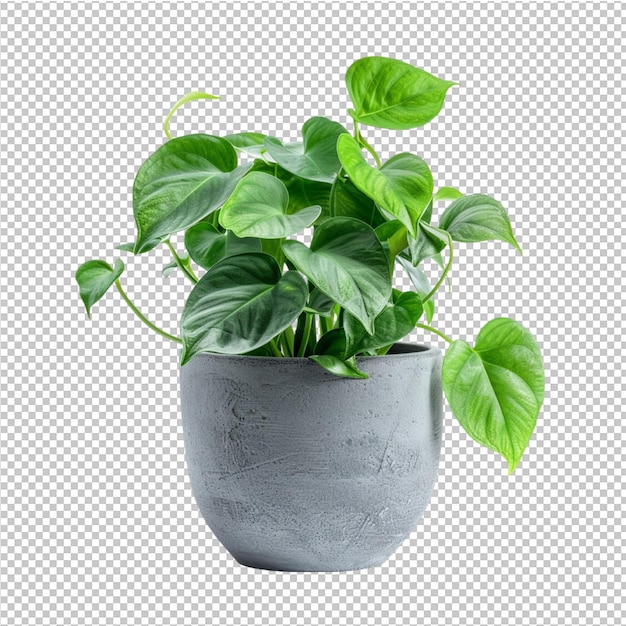 PSD une collection de belles plantes en pot