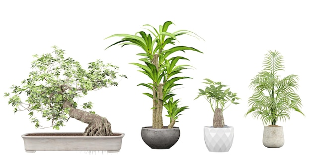 Une collection de bonsaïs en pots
