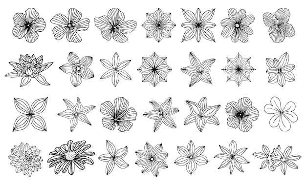 Collection dessinée à la main de fleurs naturelles