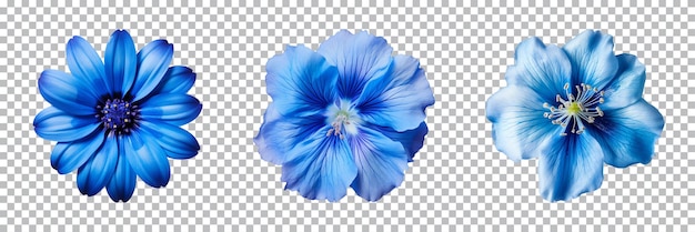 PSD collection de diverses fleurs bleues isolées sur un fond transparent