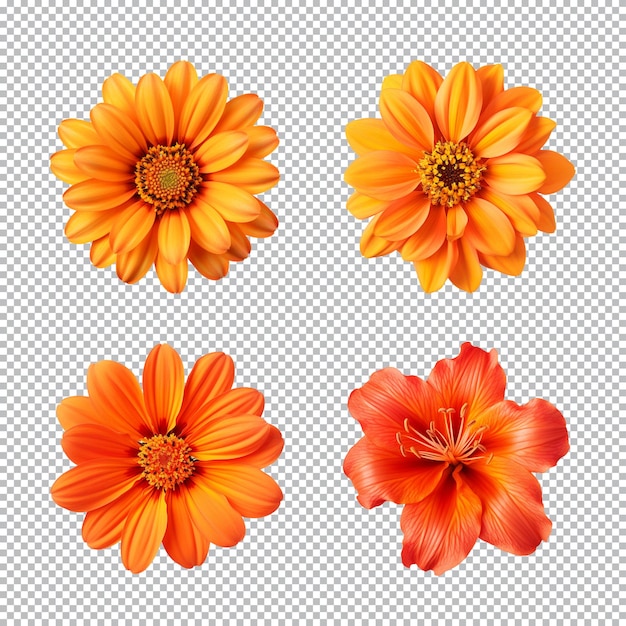 PSD collection de diverses fleurs d'orange isolées sur un fond transparent