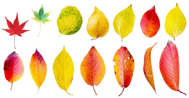 une collection de feuilles d'automne colorées
