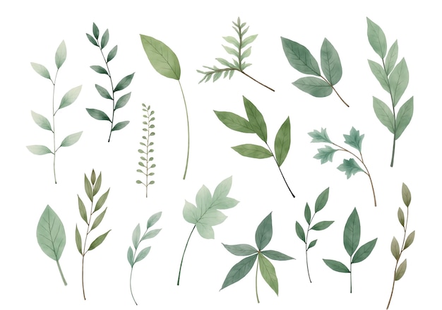 Collection de feuilles et de branches d'aquarelle