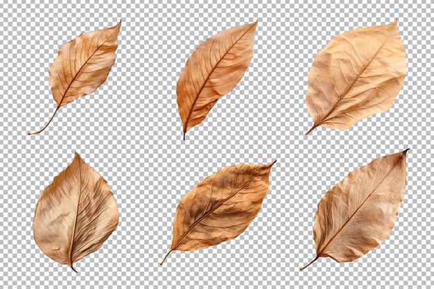 PSD collection de feuilles séchées isolées sur fond transparent