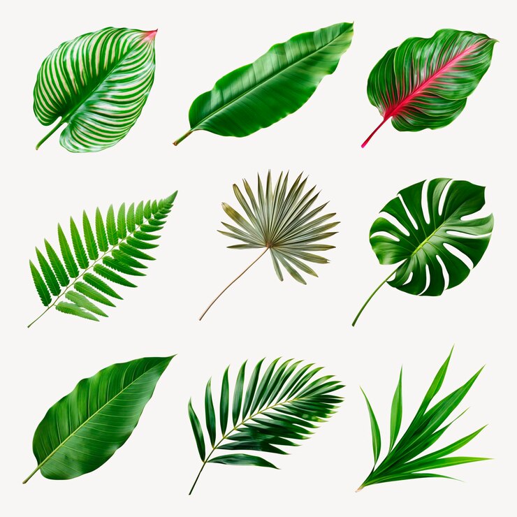 PSD collection de feuilles tropicales de la nature botanique