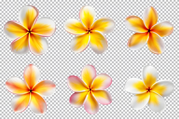 PSD collection de fleurs de frangipanier plumeria isolée sur fond transparent