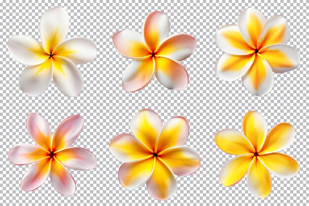 PSD collection de fleurs de frangipanier plumeria isolée sur fond transparent