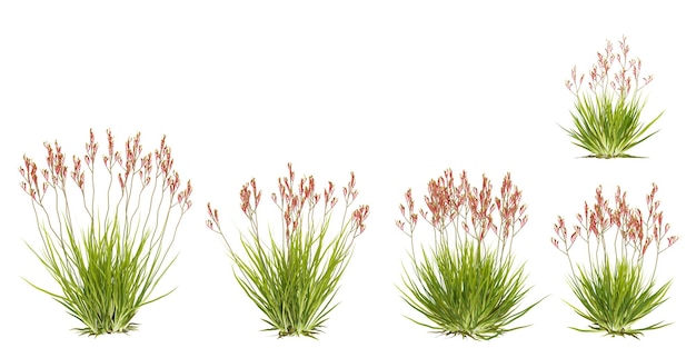 Collection de hautes plantes de patte de kangourou avec un fond transparent