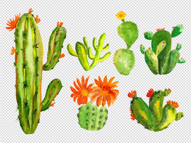 PSD collection d'illustrations de gouache d'éléments isolés de peinture à la main de cactus vert