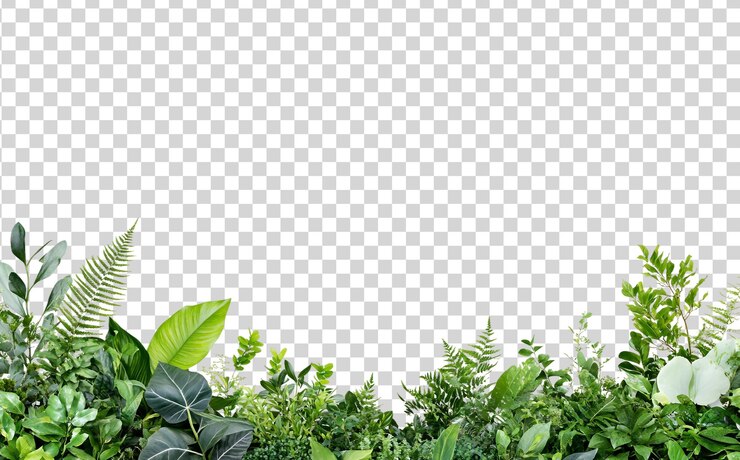 PSD une collection luxuriante de plantes et de feuilles vertes