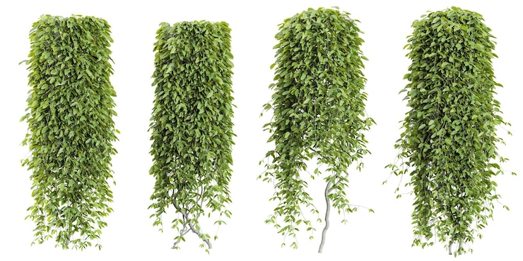 PSD collection of mucuna climber plants isolated on transparent background from the top view