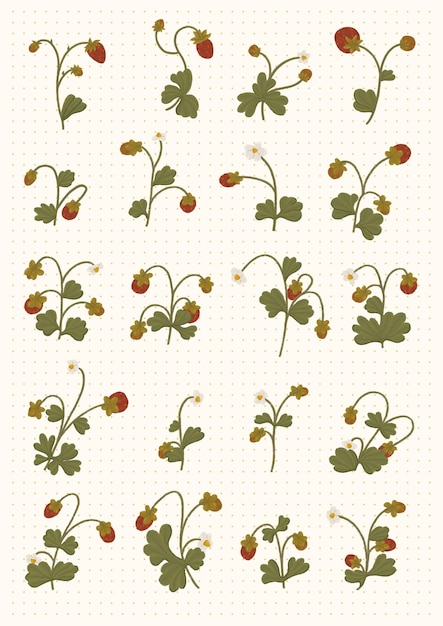 Collection of Strawberry Plants