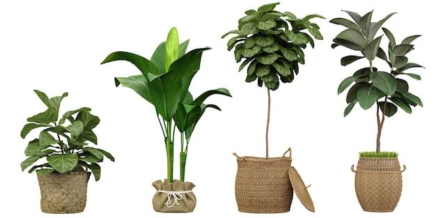 Une collection de plantes dont une plante avec un panier qui dit vert dessus