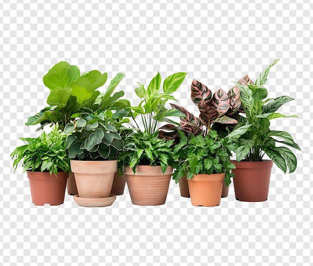Une collection de plantes d'intérieur dans des pots en terre cuite