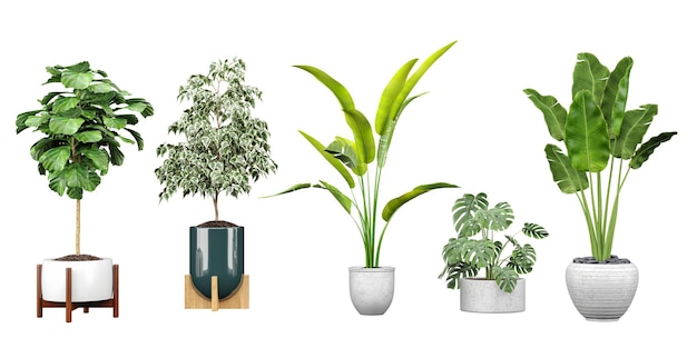 Une collection de plantes avec les mots la plante est sur fond blanc