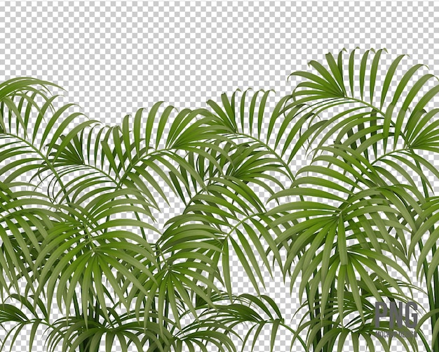collection de plantes tropicales décoration isolée