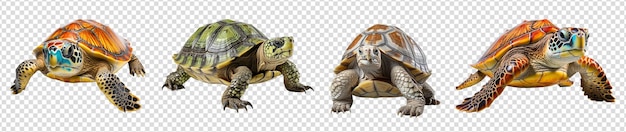 PSD collection de portraits de tortues avec des arrière-plans transparents