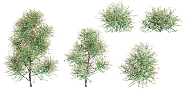 Collezione Breyniavitis Trees con stile realistico