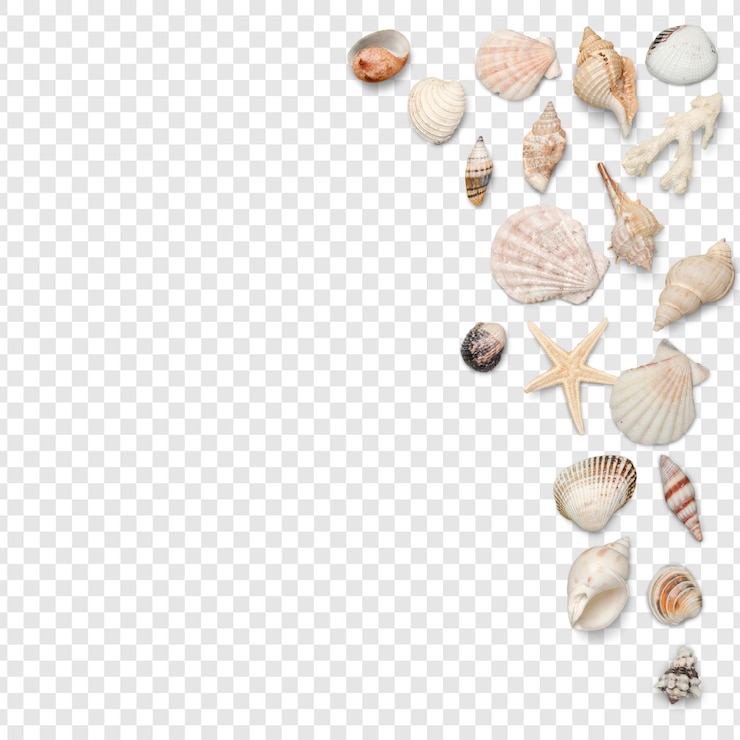 PSD collezione di conchiglie e stelle marine